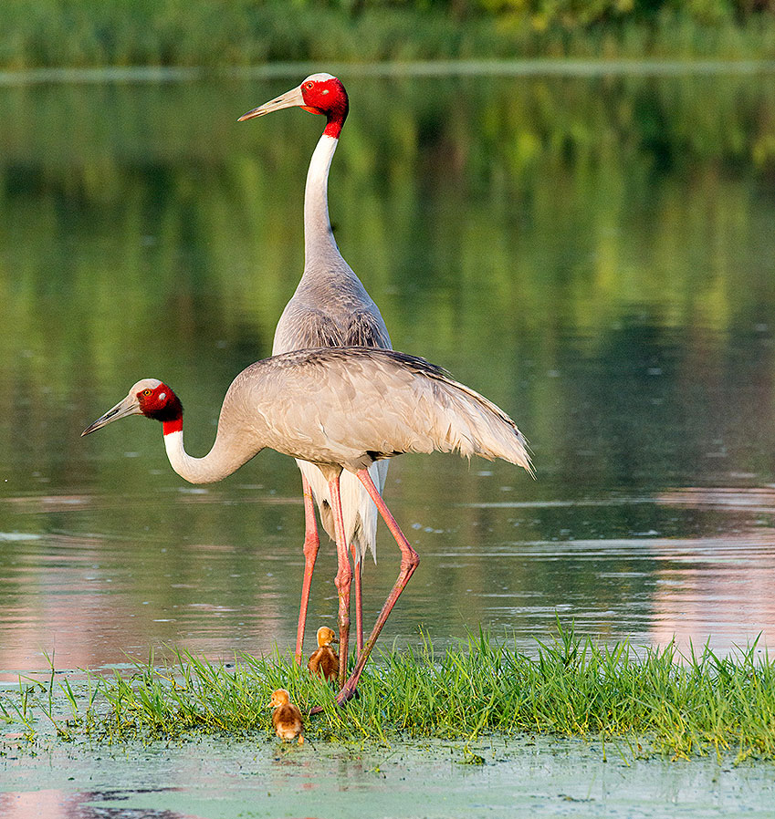 Sarus Crane pair with chick