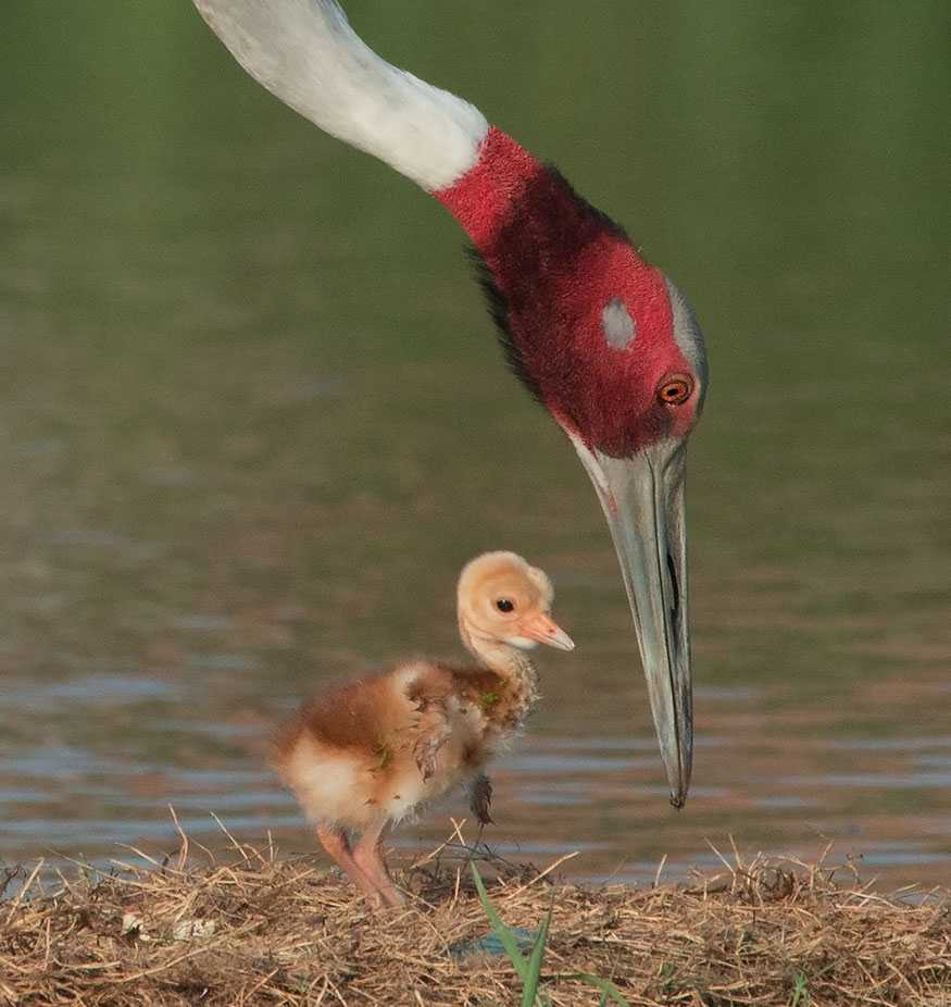 Sarus Crane chick