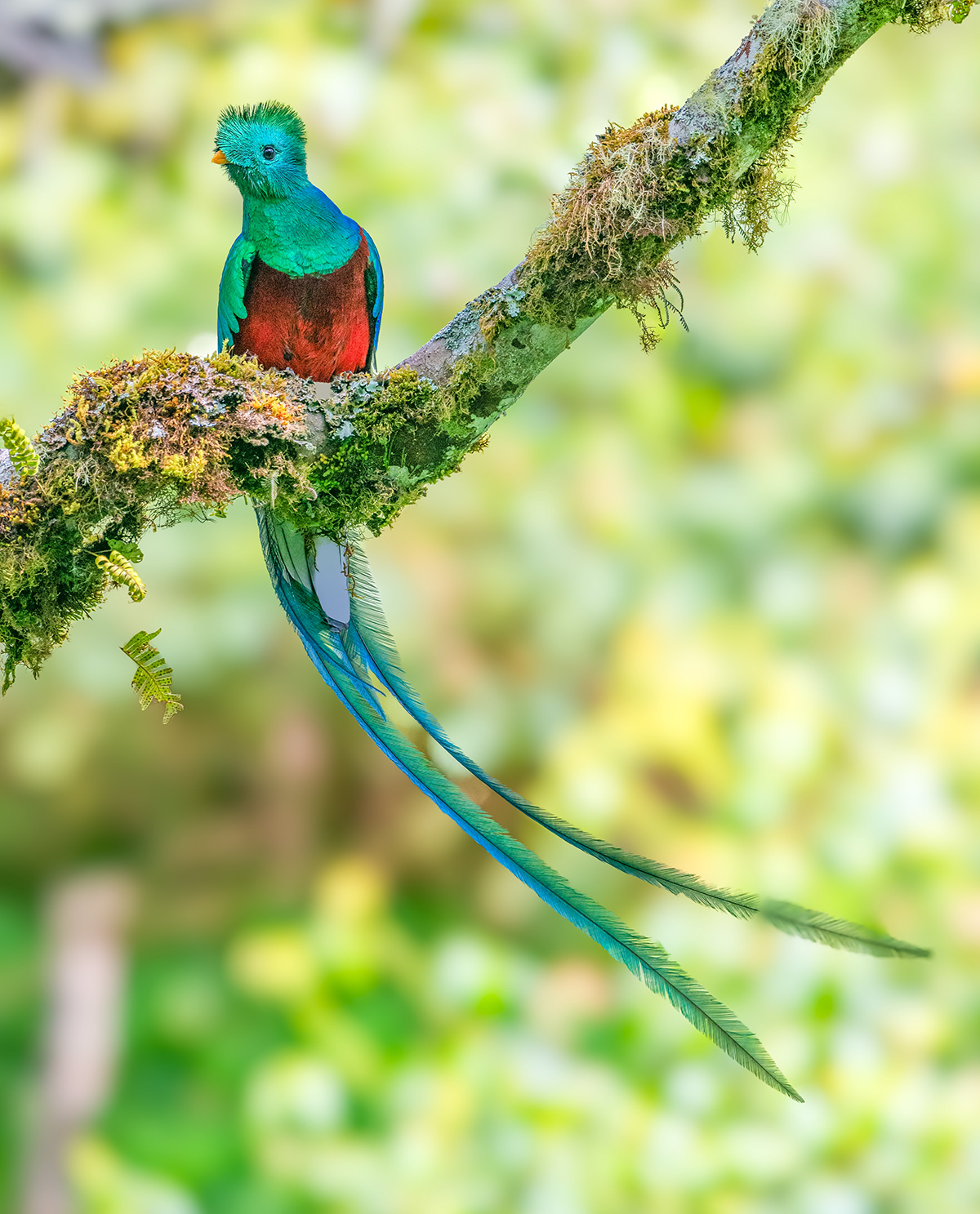 quetzalEI2